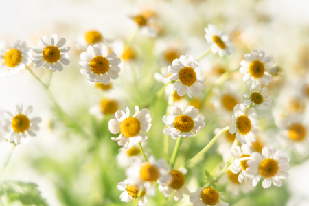 Chamomiles Close Up, Floral Backgroundの写真素材