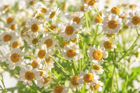 Chamomiles,  Beautiful Floral Backgroundの写真素材