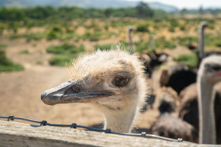 Ostrich Portrait. Ostriches Have the Largest Eyes of Any Birds in the Worldの写真素材