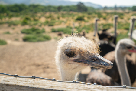 Portrait of Ostrich Close Upの写真素材