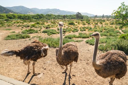 Walking Ostriches, Ostrich Farm, Californiaの写真素材