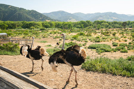 Walking Ostriches, Ostrich Farm, Californiaの写真素材
