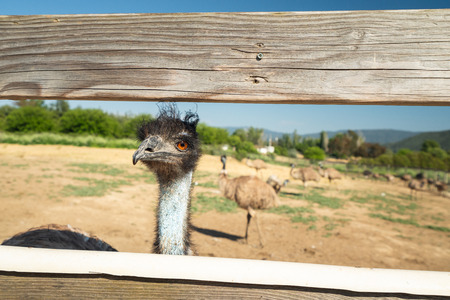 Portrait of Emu, Australian Ostrich, With Open Eyesの写真素材