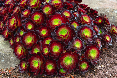 Succulents in Dark Red. Sempervivum Arachnoideum Robinの写真素材