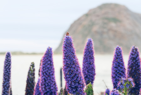 Purple Flowers and Morro Rock in Background, Morro Bay, Californiaの写真素材
