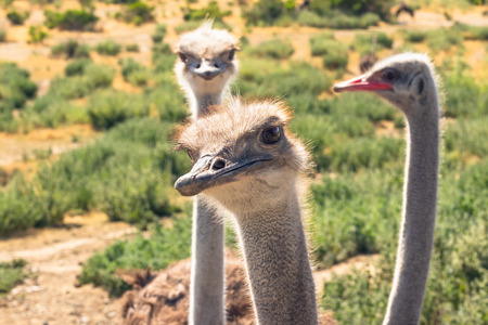 Ostriches Portrait. Ostriches Have the Largest Eyes of Any Birds in the Worldの写真素材