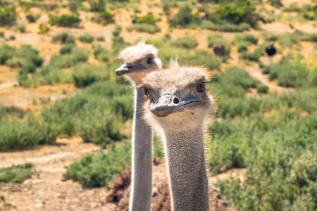 Ostriches Portrait. Ostriches Have the Largest Eyes of Any Birds in the Worldの写真素材