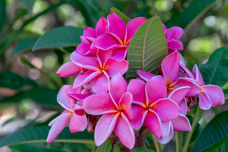 Beautiful Pink Plumeria. Plumeria Tree in Bloom. Iconic Tropical Flowerの写真素材