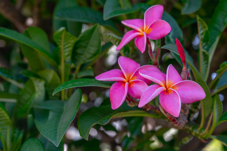 Beautiful Pink Plumeria. Plumeria Tree in Bloom. Iconic Tropical Flowerの写真素材