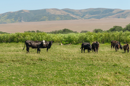 Cows Grazing in a Green Meadow. Summer Landscapeの写真素材
