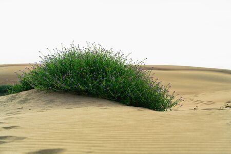 Plant of the Sand Dunes, Beautiful Blossom Flowersの写真素材