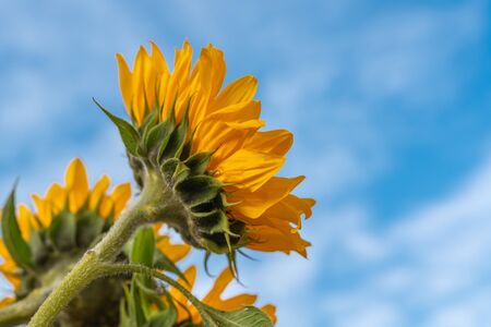 Yellow Sunflowers Against Beautiful Cloudy Blue Skyの写真素材