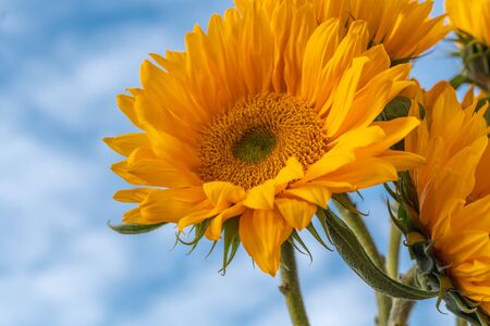 Yellow Sunflowers Against Beautiful Cloudy Blue Sky, Copy Spaceの写真素材