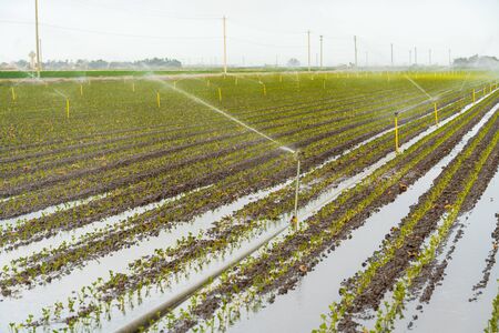 Sprinkler Irrigation, rows of young plants in a fieldの写真素材