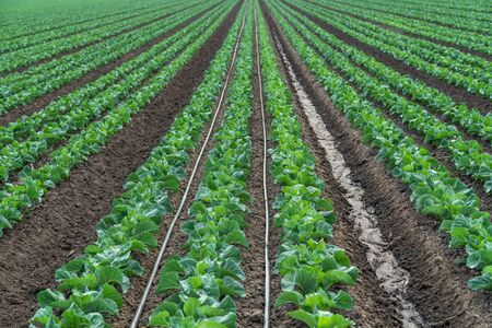 Rows of Young Plants in a Field. Agricultural Field of Cabbage Plantの写真素材