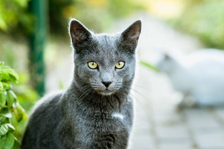 Cat Looking into Camera. Beautiful Gray Cat Close Upの写真素材