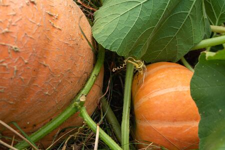 Pumpkins in the Garden. Autumn Background, Harvest, Farming. Fresh, Organic Vegetablesの写真素材