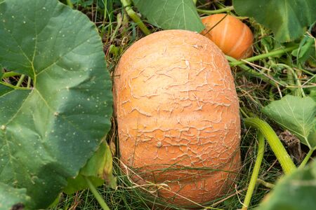 Pumpkins in the Garden. Autumn Background, Harvest, Farming. Fresh, Organic Vegetablesの写真素材