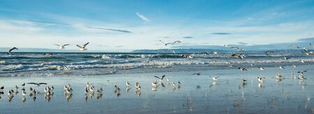 Great colony of seagulls on the beach.の写真素材