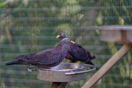 Pigeons. Portrait of birds close upの写真素材