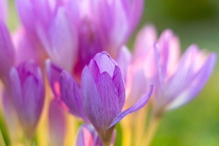 Colchicum or Autumn Crocus. Soft Floral Background.の写真素材