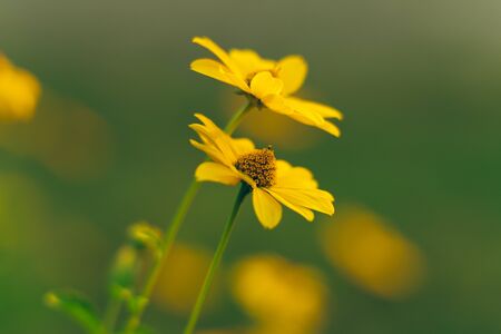 Yellow Flowers Close Up With Soft Green Background. Rudbeckia Flowers Close Up at Sunset.の写真素材