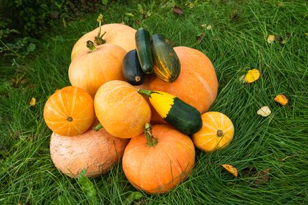 Pumpkin and Zucchini in the Garden. Autumn Harvest, Fresh, Healthy, Organic Vegetablesの写真素材