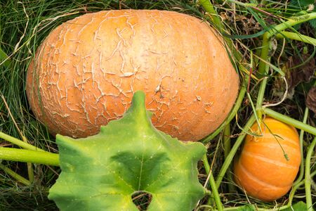 Pumpkins in the Garden. Autumn Background, Harvest, Farming. Fresh, Organic Vegetablesの写真素材