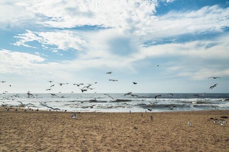 Sand beach and flock of birds, beautiful cloudy sky backgroundの写真素材