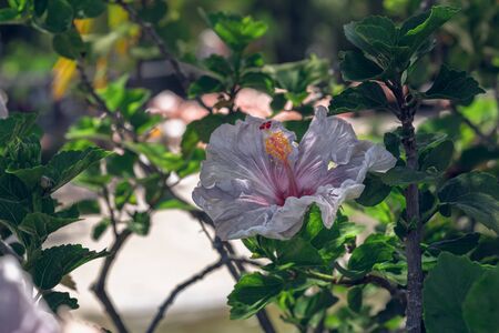 Hibiscus Flower in bloom, close up in a garden with soft blur green backgroundの写真素材