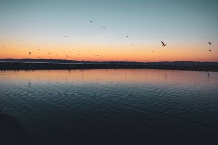 Abstract seascape. Sunset on the beach, and flock of birdsの写真素材