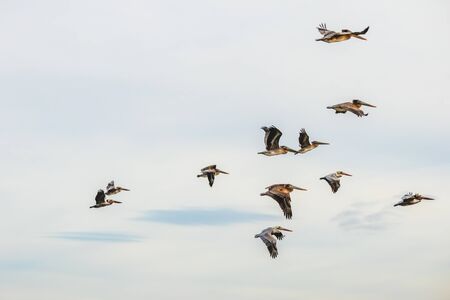 Sky and silhouette of birds. Flock of flying pelicansの写真素材