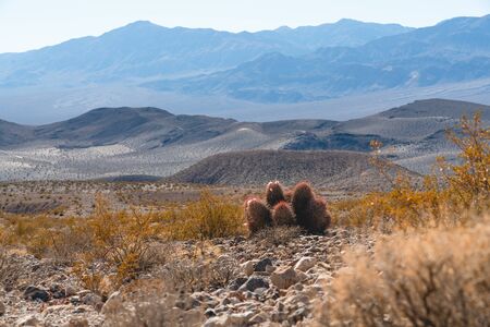 Cacti in desert. Death Valley National Park, Californiaの写真素材