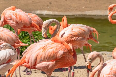 Flamingo. Flock of flamingo in natural backgroundの写真素材
