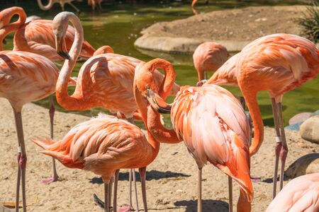 Flamingo. Flock of flamingo in natural backgroundの写真素材