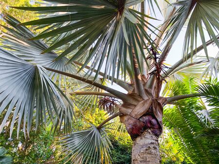 Palm tree leaves close up against clear blue sky. Floral backgroundの写真素材