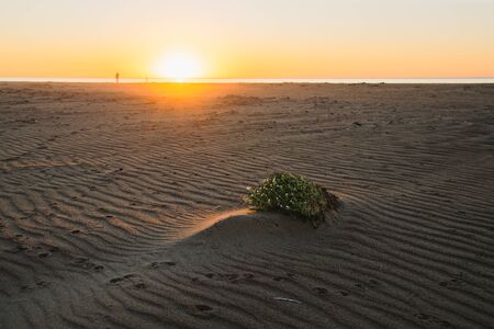 Sand dunes on the beach at sunsetの写真素材