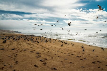 Seagull colony on the beachの写真素材