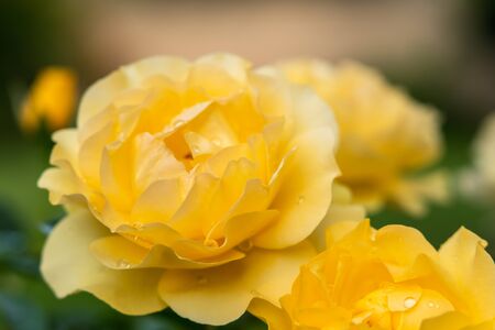 Roses. Beautiful yellow roses with drops of water in the garden, soft green backgroundの写真素材
