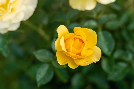 Roses. Beautiful yellow roses with drops of water in the garden, soft green backgroundの写真素材