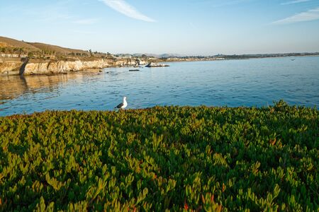 Pismo Beach Cliffs at sunset, California Coastlineの写真素材