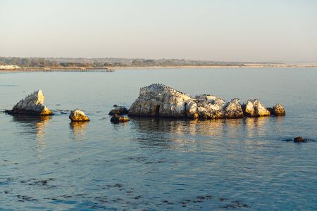 Pismo Beach Cliffs with flock of cormorants and pelicansの写真素材