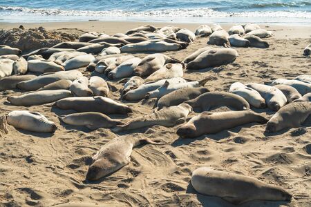 Seal colony. Elefant seals on San Simeon's shores, Central California Coastの写真素材
