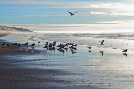 Beach sunset. Stormy ocean and flock of birdsの写真素材