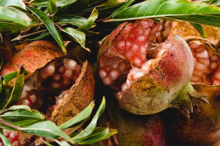 Pomegranates. Cracked fresh ripe organic pomegranates close upの写真素材