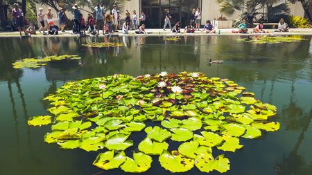 San Diego, California/USA - August 12, 2019  San Diego Balboa Park. Lily Pondのeditorial素材