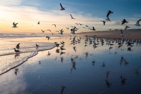 Beautiful sunset on the beach and flock of flying birds reflected in the surface of the waterの写真素材