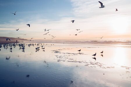 Flock of birds on the beach at sunsetの写真素材