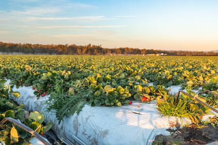 Strawberry field. Fresh ripe organic berries, harvest season, Santa Barbara County, Californiaの写真素材