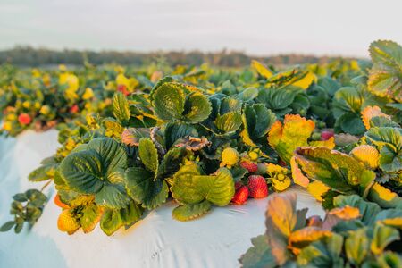 Strawberry field. Fresh ripe organic berries, harvest season, Santa Barbara County, Californiaの写真素材